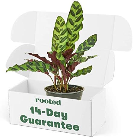 Rattlesnake Calathea - Calathea lancifolia | Live, Easy to Grow and Low Maintenance Houseplant (4-inch Pot)
