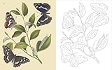 The Butterflies Colouring Book: Hardback Gift Edition (Hardback Vintage Colouring) - Image 4