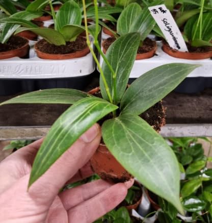Rare Hoya - Hoya soligawiana in 9 cm Pot