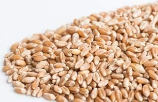 Wheat Berries Microgreen/Wheat Grass Seeds | Baies de Blé Graines de Micropousses | Organic & Non-GMO | Net Wt. 250 Grams (Approx. 6,900 Seeds) | High Germination Rate | Product of Canada