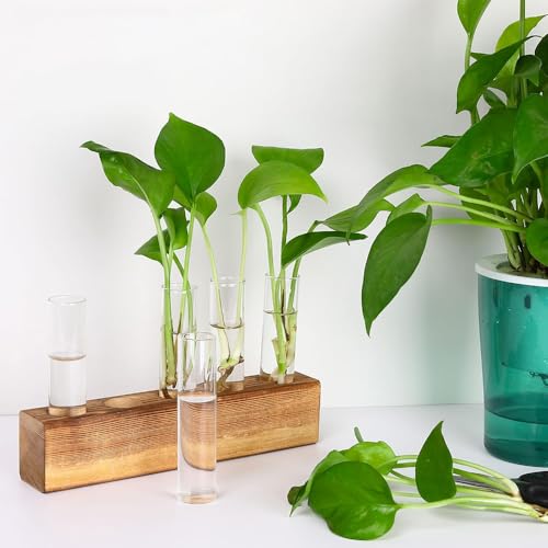 Station De Propagation, Vase en Verre pour Fleurs Terrarium, Hydroponie, Pot Planteur avec Support De Support en Bois pour Plantes Deau Verte Adapté pour La Maison Cuisine Tabl (5 Vases) – Image 4