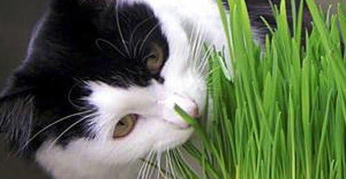 Clever sprouts Marley's Cat Grass 1 lb Organic & Non-GMO Wheat Grass + A Free Bag with Each Order + 2