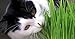 Clever sprouts Marley's Cat Grass 1 lb Organic & Non-GMO Wheat Grass + A Free Bag with Each Order + 2