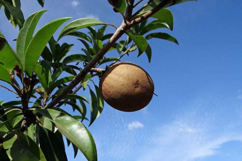 5 Séẹds Rare Chicle Tropical Tree- Chewing Gum Tree - Sapodilla Manilkara Zapota Séẹd #TOP3
