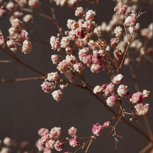 Flores secas Babys Breath rosa 96 piezas para manualidades miniatura 4