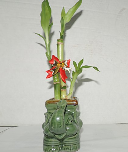 Jmbamboo- Live 3 Style Lucky Bamboo Plant Arrangement With Ceramic Elephant Vase #TOP3