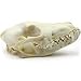 Taxidermy Animal Head | Real Coyote Skull 6-8" | 1 piece