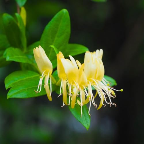 Honeysuckle Live Plant, Honeysuckle Vine Plant, 6-8" Fragrant and Fast-Growing Vines, Yellow White Color, Bare Root - Thumbnail 3