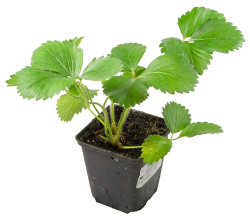Klettererdbeere Hummi, KletterToni (immertragend) 9er Topf, 3 Stück, Erbeerpflanzen Klettererdbeere Hummi, KletterToni (immertragend) 9er Topf, 3 Stück, Erbeerpflanzen