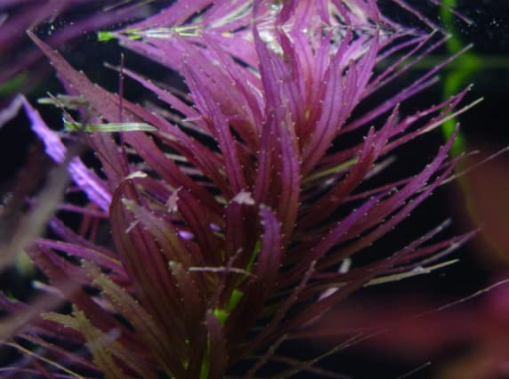 Maalavya Live Aquarium Aquatic Plant (Aromatica/Hippuroides-Purple) Live Plant With Pot (8 to 10 Stems) (Pack Of 2) (B09RQV7YVR) Amazon Price History, Amazon Price Tracker