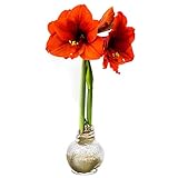 Snow Flecked Waxed Amaryllis Bulb – Gold Wax with Red...