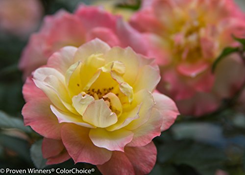 Oso Easy Italian Ice Landscape Rose (Rosa) Live Shrub, Orange, Pink, and Yellow Flowers, 1 Gallon