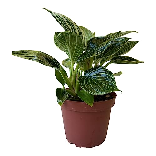 Philodendron Birkin, Live Indoor Plant, 4 inch Pot - Hopewind Plants Shop Philodendron Birkin, Live Indoor Plant, 4 inch Pot - Hopewind Plants Shop