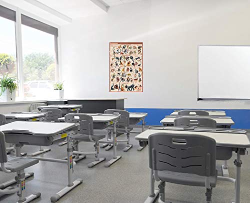 Laminated Primates Poster 24x36, Monkey, Ape, Lemur