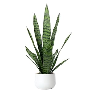 Artificial Snake Plant 22.5″ Faux Agave Fake Sansevieria Artificial Potted Plants for Indoor and Outdoor Home Office Décor (White Pot)