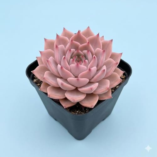 Image of Live Laxmi Kamal Succulent Plant with Pot | Original Lakshmi Kamal Good Luck Vastu Plant | Indoor Outdoor Decorative Succulent for Home Office Living Room Desk Balcony Decor | Pack of 1