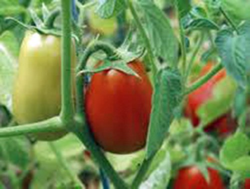 Tomato, Italian Roma, Heirloom, 100 Seeds, Delicious Red Tasty Fruit #TOP3