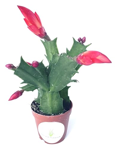 Red Flower Christmas Cactus Schlumbergera