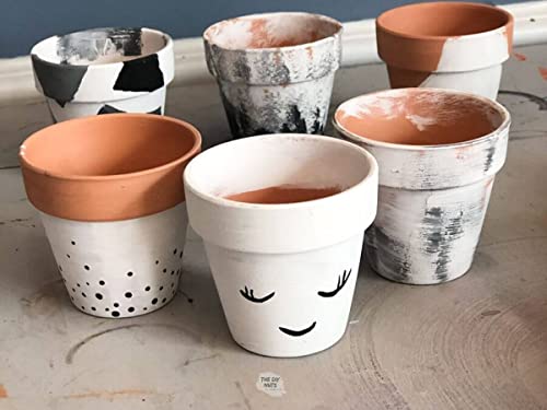ZynesFlora Succulentes Naturelles en pot de fleurs terre cuite Ø 8.1 cm - Lot de 18 - Hauteur: 5-10 cm - Mélange de Succulentes Petite Variétés Diverses Plantes Grasses d'Intérieur – vue 4