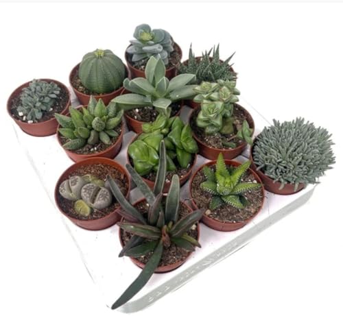Pack de 12 Plantas Suculenta Colección, en maceta de 6 cm de diámetro. Mix de plantas crasas variadas Coleccion. Plantas de hojas carnosas y variadas formas, perfectas para jardinería. Segura Garden.