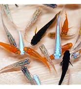 ミックスめだか500匹