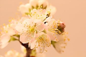 花とサクランボ Amazon.co.jp: さくらんぼ盆栽 花と実が楽しめるサクランボ盆栽