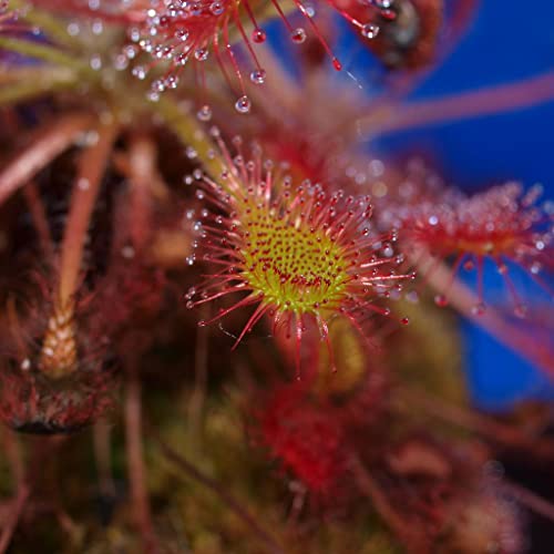 Drosera Seeds - Intermedia (Florida) Carnivorous - 5 Seeds