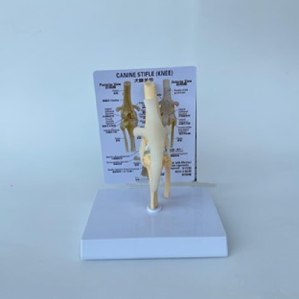 Kniemodell Von Hunden, Anatomisches Modell Des Hundegelenks, Hundeskelettmodell, Tierskelett, Anatomie, Medizinisches Wissenschaftsgeschenk