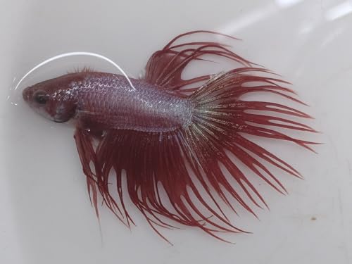 Crowntail Betta Male - Live Aquarium Tropical Fish
