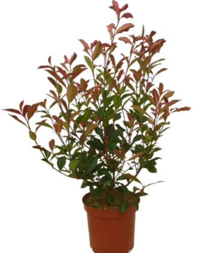 Planta natural Photinia Red Robin, 40-50 cm. Arbusto de hojas rojas, ideal para setos y jardines decorativos. Segura Garden.