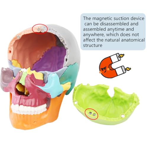 Image of Anatomical Skull Model 15 Parts Human Skull Model Detachable Palm-Sized Multicolor Skull Skeleton Model for Medical Students, Teaching Tools Learning with Color Study Manual(Hand Size)