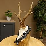 wunderschönes sehr gutes Rehgeweih auf geschnitztem Trophäenschild Gewicht 405 g, Hornlänge 26,7 cm