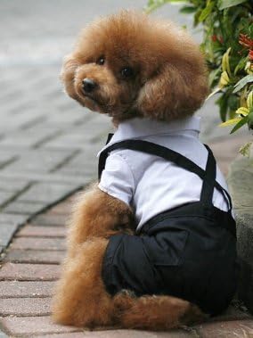 Amazon 犬服 紳士スーツ ジャンプ スーツ 蝶ネクタイタキシード T シャツ コスチューム ハロウィンコスチューム 犬 服 犬洋服 ペットグッズ 犬の服 小型犬 中型犬 S ｌサイズ Lionz コスチューム 通販