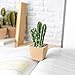 T4U Assorted Artificial Succulent Potted Plants Decorative Plastic Faux Cactus with Pots, Pack of 6