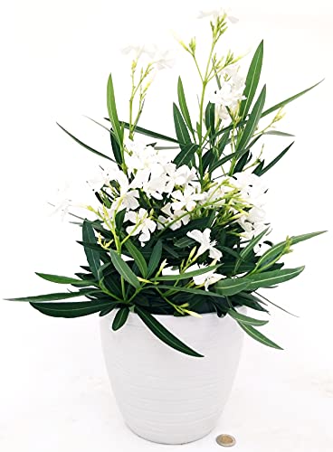 POWERS TO FLOWERS - OLEANDRO BIANCO DECO A RIGHE BIANCO, 1 PIANTA, vaso 15cm, pianta vera