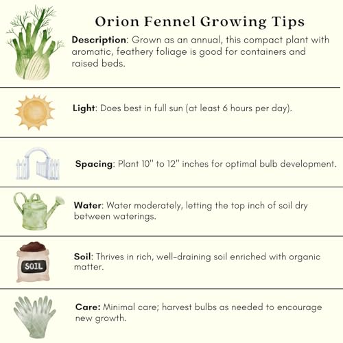 Two (2) Large Live Orion Fennel Plants. Big, Healthy, Ready to Grow. Premium Plants, 4” to 8” Tall, in 4” pots. Non GMO. No Neonicotinoids. Edible Garden, Culinary Favorite