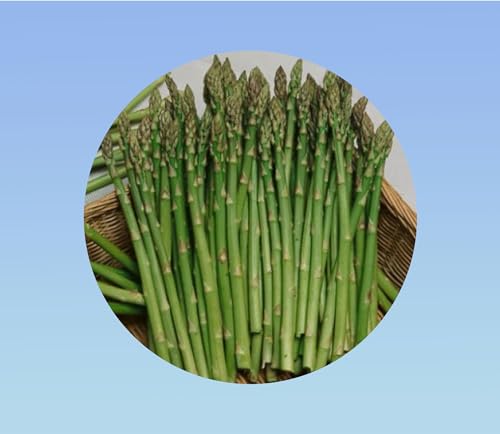 50 Graines asperge verte mary washington - asparagus mary washington-