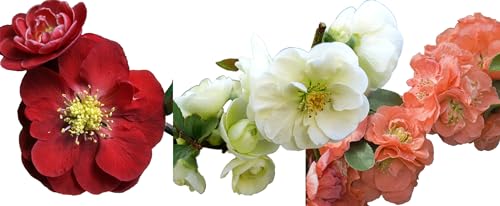 Double Take™ Flowering Quince Collection- 3 Plants 4' Pots -Scarlet/White/Peach