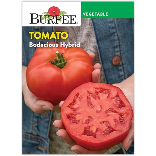 Burpee 'Bodacious Hybrid' Tomato Seeds - Non-GMO, Indeterminate, Disease-Resistant, Slicer Tomato...