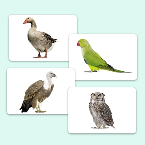 Image of Hungry Brain Flash Cards (Birds)