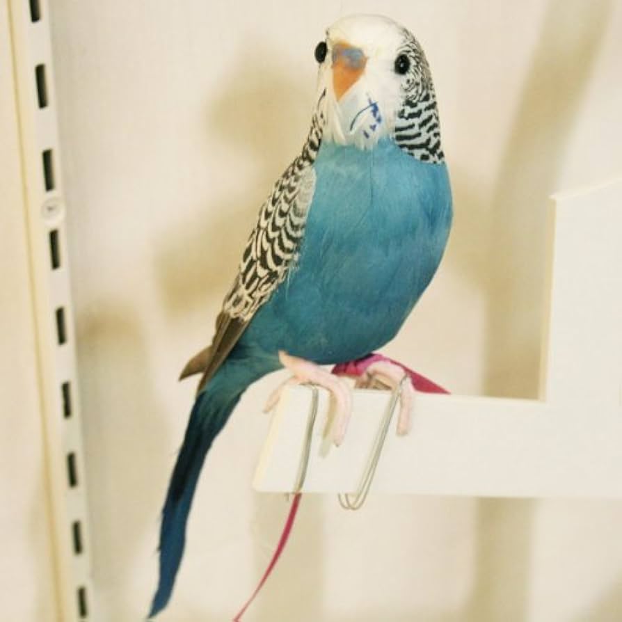 (初心者向けセット)Chatting Bird CWC-FT 740x740_6817000699D-7.webp
