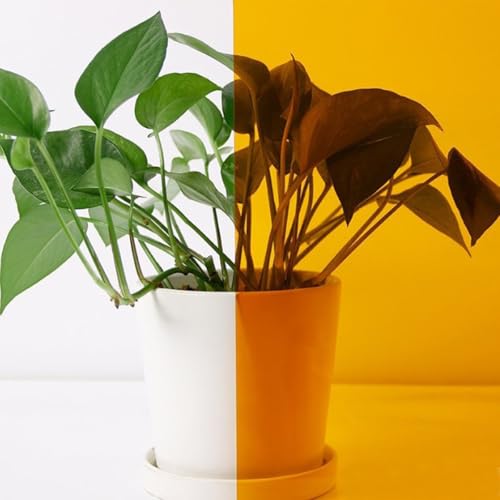 ACESOME Lámina protectora de privacidad y privacidad para ventanas, cristal de colores, protección solar, autoadhesiva, lámina de protección térmica UV (amarillo dorado, 30 x 100 cm)