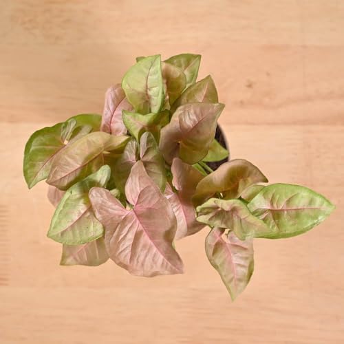 Image of Ugaoo Combo of 4 Live Indoor Plants with ibiza Pots (mocca) - Jade, Syngonium White Butterfly, Money Plant N Joy, Syngonium Pink Neon | Perfect for Home Decor & Office