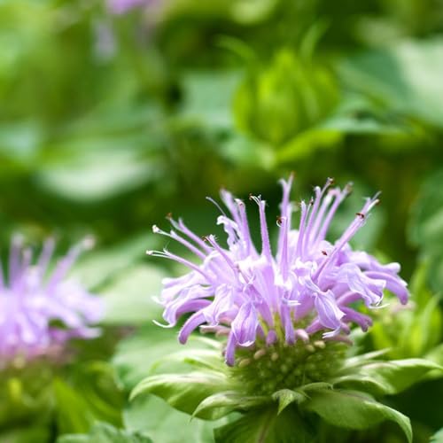 indianernessel - wildblumensamen bodendecker stauden wildblumen...