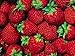 Virgin Extracts (TM) Pure Premium Organic Freeze Dried Strawberry Powder Extract 25:1 Concentrate SuperFood (25 x Stronger) 8oz Pouch (227 Grams)