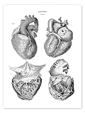 Anatomie du c?ur humain Poster de Thomas Milton 50 x 70 cm Dessin et esquisse Dcoration murale