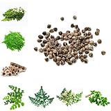 MoringaSamen, garten winterharte für garten baumsamen alte sorten steingartenpflanzen gartenarbeit geschenk kräuterpflanzen wildkräuter 20pcs