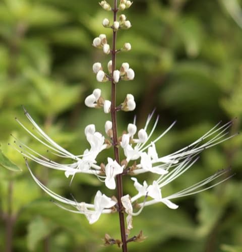 White Cat Whiskers Live Plants