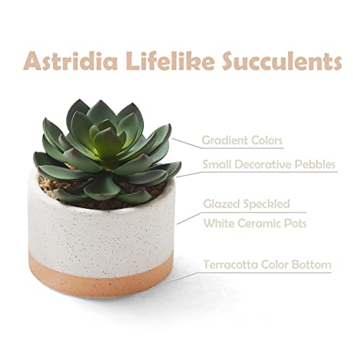 Astridia Artificial Succulent Plants In Ceramic Pots, Faux Assorted Succulents Fake Cactus Plants For Home Decor, Bedroom, Office, Desk, Living Room, Set Of 3… #TOP2