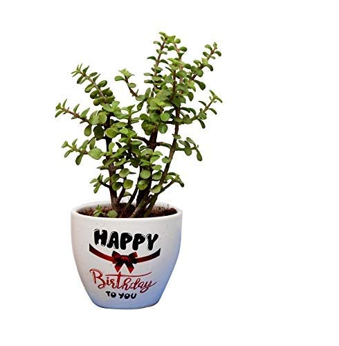 See full amazon price history chart for Guuchuu Good Luck Jade Plant Air Purifier With Round cerarmic pot white color indoor plant With Birthday card (Combo of Birthday card and live Plant with Pot) Guuchuu Good Luck Jade Plant Air Purifier With Round cerarmic pot white color indoor plant With Birthday card (Combo of Birthday card and live Plant with Pot) (B08HX96591) Amazon Price History, Amazon Price Tracker